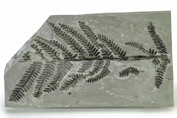 Carboniferous Fossil Fern (Pecopteris) Frond - France #338456